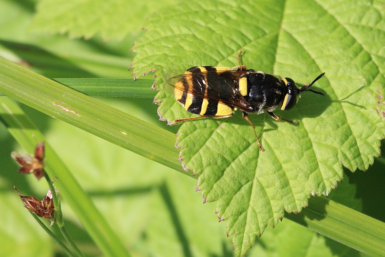 Stratiomys potamida (Banded General).JPG